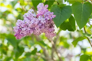  - Syringa hyacinthiflora 'Lamartine'