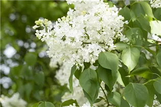  - Syringa hyacinthiflora 'Sister Justena'