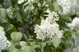  - Syringa hyacinthiflora 'Sister Justena'