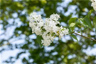  - Syringa hyacinthiflora 'Sister Justena'