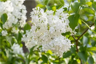  - Syringa hyacinthiflora 'Sister Justena'