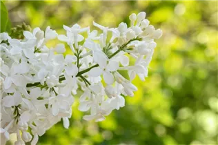  - Syringa hyacinthiflora 'Sister Justena'