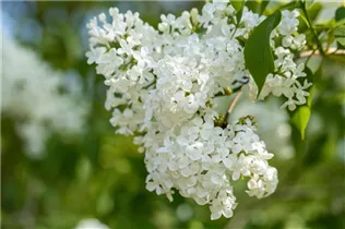  - Syringa hyacinthiflora 'Sister Justena'