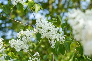  - Syringa hyacinthiflora 'Sister Justena'