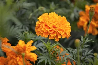  - Tagetes erecta 'Orangeball'