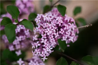  - Syringa meyeri 'Josée'
