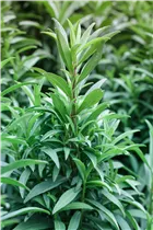  - Tagetes lucida 'Mexican Dragon'