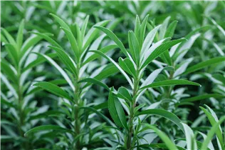  - Tagetes lucida 'Mexican Dragon'