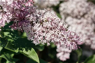 - Syringa patula 'Miss Kim'  - Syringa patula 'Miss Kim'