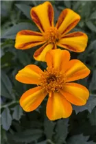  - Tagetes patula 'Bambino Orange'