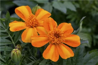  - Tagetes patula 'Bambino Orange'