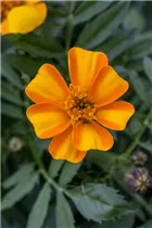  - Tagetes patula 'Bambino Orange'