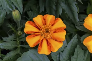  - Tagetes patula 'Bambino Orange'
