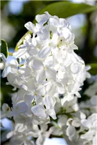  - Syringa reticulata 'City of Toronto'
