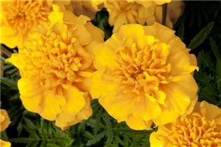  - Tagetes patula 'Bonanza Gold'