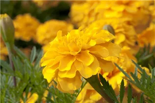  - Tagetes patula 'Bonanza Gold'
