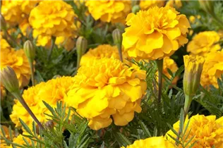  - Tagetes patula 'Bonanza Gold'