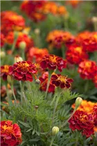  - Tagetes patula 'Carmen'