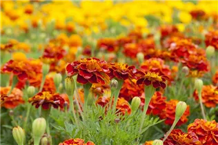  - Tagetes patula 'Carmen'