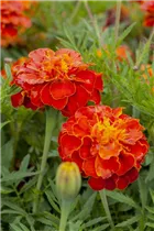  - Tagetes patula 'Carmen'