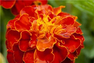  - Tagetes patula 'Carmen'