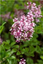  - Syringa 'Tinkerbelle'®