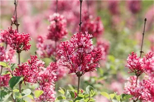  - Syringa 'Tinkerbelle'®