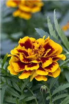  - Tagetes patula 'Colossus'