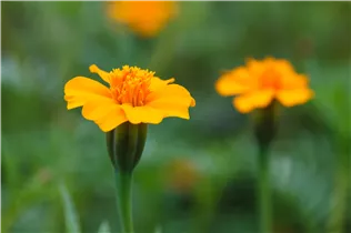  - Tagetes patula 'Single Gold'