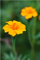  - Tagetes patula 'Single Gold'