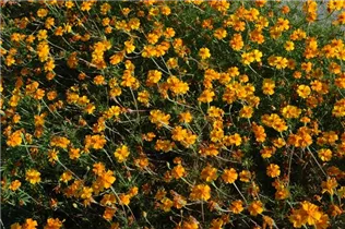  - Tagetes patula 'Single Gold'