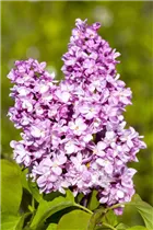  - Syringa vulgaris 'Andenken an Ludwig Späth'