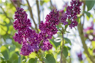  - Syringa vulgaris 'Andenken an Ludwig Späth'