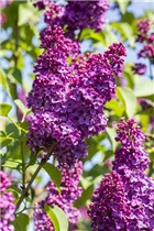  - Syringa vulgaris 'Andenken an Ludwig Späth'