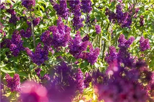  - Syringa vulgaris 'Andenken an Ludwig Späth'