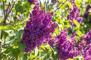  - Syringa vulgaris 'Andenken an Ludwig Späth'