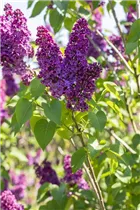  - Syringa vulgaris 'Andenken an Ludwig Späth'
