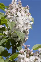  - Syringa vulgaris 'Beauty of Moscow'
