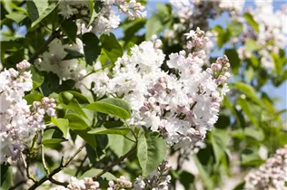  - Syringa vulgaris 'Beauty of Moscow'