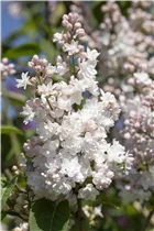  - Syringa vulgaris 'Beauty of Moscow'