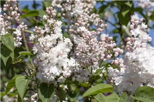  - Syringa vulgaris 'Beauty of Moscow'