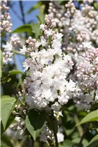  - Syringa vulgaris 'Beauty of Moscow'