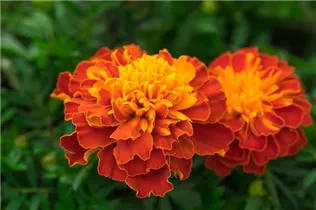  - Tagetes patula 'Super Hero'
