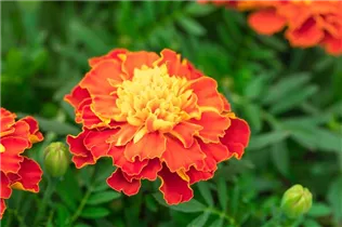  - Tagetes patula 'Super Hero'