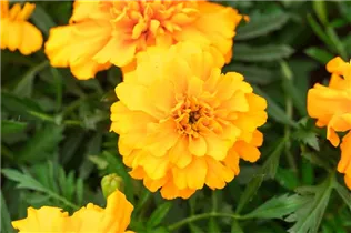 - Tagetes patula 'Super Hero'