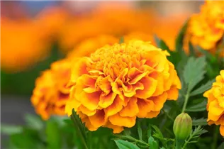  - Tagetes patula 'Super Hero'