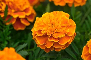  - Tagetes patula 'Super Hero'