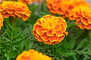  - Tagetes patula 'Super Hero'