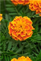  - Tagetes patula 'Super Hero'