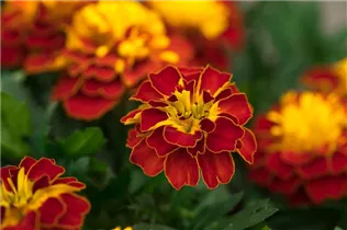 - Tagetes patula 'Super Hero'